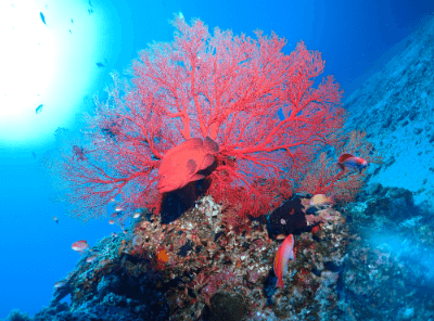 慶良間諸島